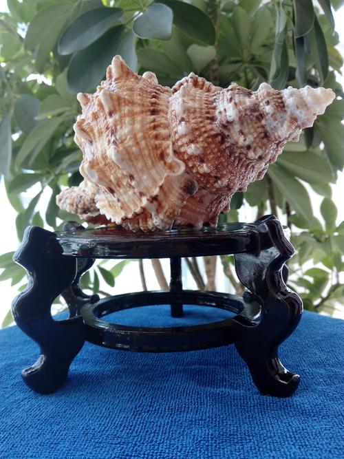 海螺珊瑚底座收藏品置物架贝壳家居礼品工艺品摆件海螺